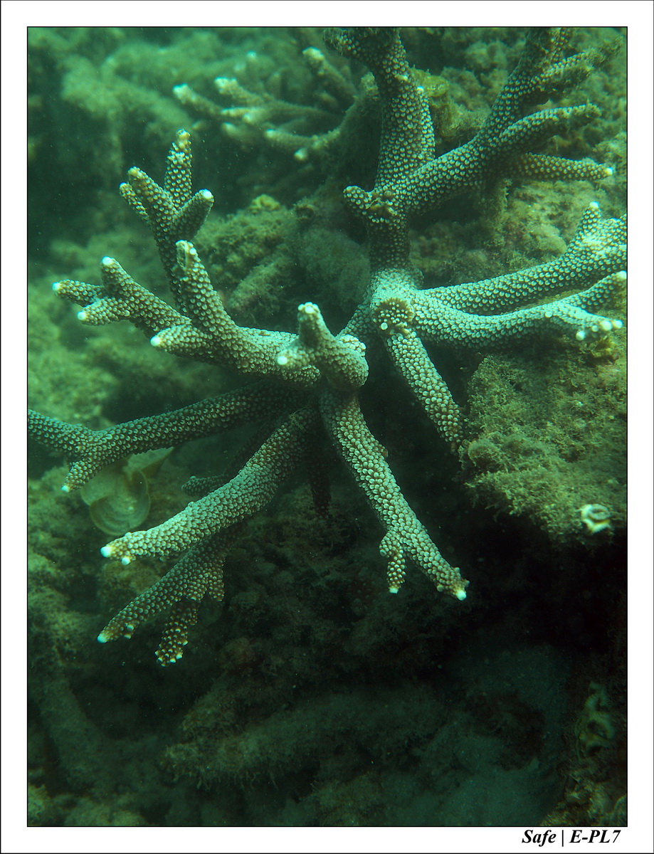 2018 - 08 - Pulau Tinggi - 21